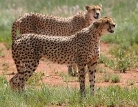 Интересные факты об Африканских животных